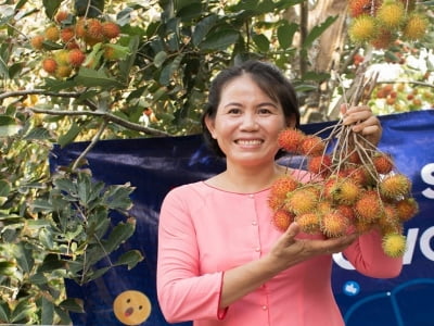 Khởi nghiệp từ vườn trái cây ế, cô gái Bến Tre thu về cả trăm triệu đồng mỗi vụ