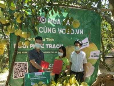 350 tấn bưởi Phúc Trạch sắp lên sàn thương mại điện tử