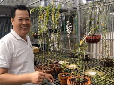 Bộ sưu tập lan đột biến trị giá hàng tỉ đồng của vườn lan Thiện Orchid.