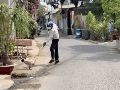 Chó chết sau khi cắn chủ nhà, Đồng Nai ghi nhận ổ dịch dại thứ 8