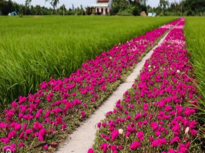 Loài hoa mà thiếu bàn tay vun đắp, chăm sóc thì cũng chỉ là cỏ dại