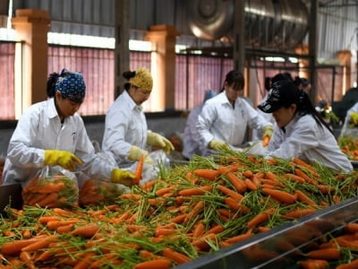 Hơn 870 doanh nghiệp dừng hoạt động, giảm quy mô do Covid-19