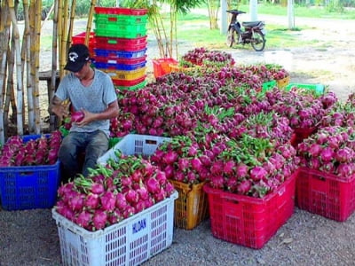 Trung Quốc giảm mua, giá thanh long, mít Thái, sầu riêng rớt sâu