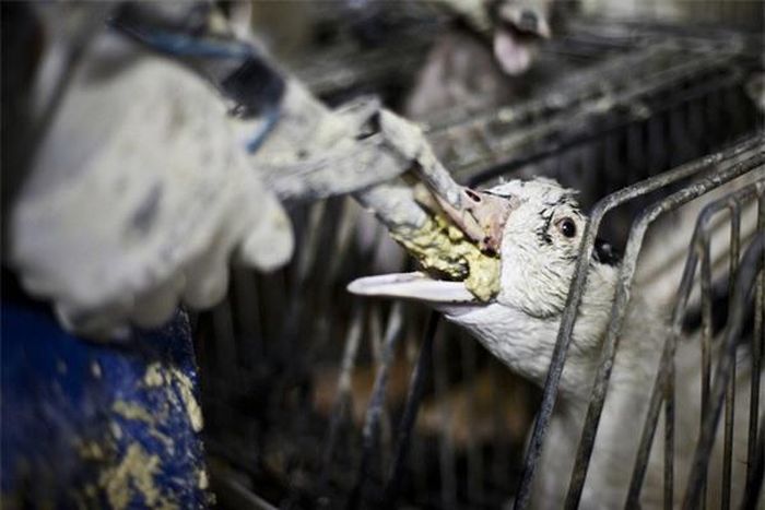 Món ăn kinh dị bị cấm nhưng giới quý tộc nhiều người săn lùng
